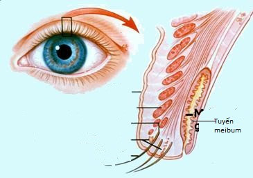 Cấu tạo giải phẫu mi mắt và tuyến tiết Meibum