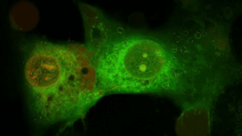 Cảnh những chiếc tàu ngầm nano giết chết hai tế bào ung thư dưới ánh sáng cực tím