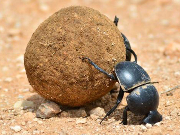 Bọ hung Onthophagus taurus có thể kéo vật nặng gấp 1141 trọng lượng cơ thể chúng