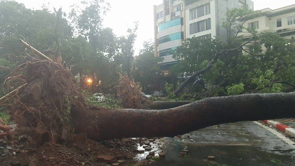 Cây cối bắt đầu gãy đổ 