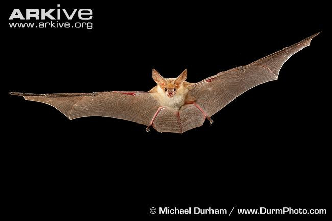 Loài dơi pallid ở khu vực Tây Nam Bắc Mỹ