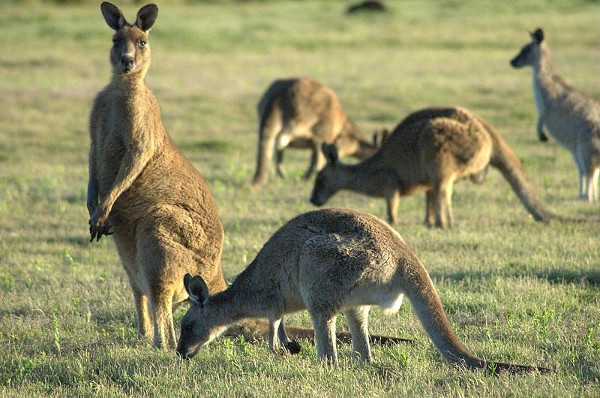Số lượng kangaroo hiện nhiều gần gấp đôi dân số Australia
