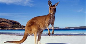 Australia kêu gọi người dân ăn thịt Kangaroo để bảo vệ hệ sinh thái