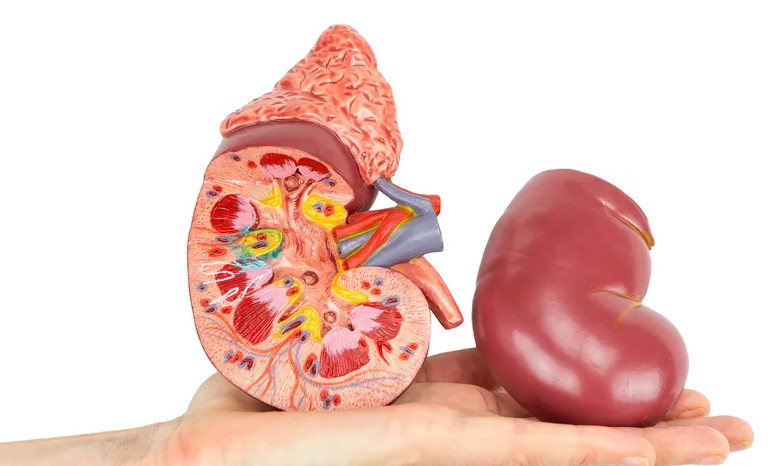 Theo các bác sĩ, việc hiến thận rất hiếm khi gây ra tác động tiêu cực về mặt dài hạn 