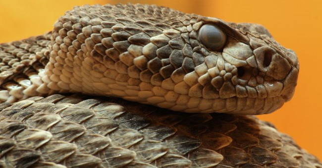 Rắn độc Viper, kẻ săn mồi bẩm sinh với kỹ năng tấn công và đớp con mồi trong chớp nhoáng 