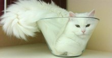 “Mèo là chất lỏng” và những nghiên cứu “không nhịn được cười” trong giải Ig Nobel 2017