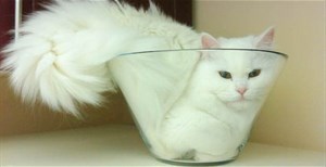 “Mèo là chất lỏng” và những nghiên cứu “không nhịn được cười” trong giải Ig Nobel 2017