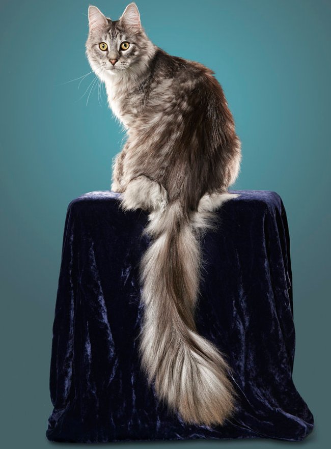 Con mèo có chiếc đuôi dài nhất thế giới