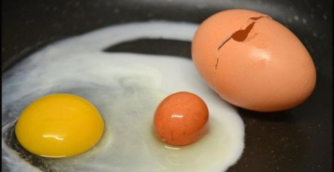 Trứng lồng trứng là hiện tượng rất hiếm gặp 