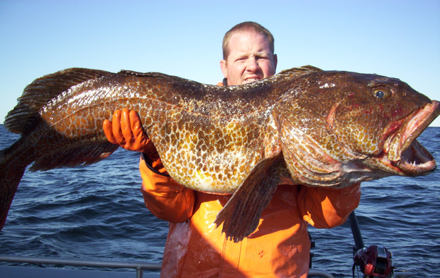 Lingcod thuộc họ cá xanh có kích thước cơ thể trung bình dài khoảng 70cm