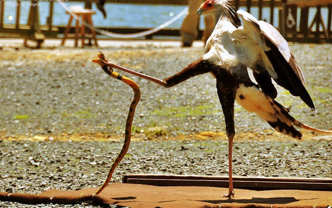 Những cú mổ tấn công con mồi liên tiếp bằng chân trông giống như những thế võ Taekwondo