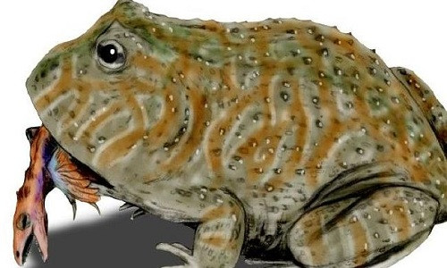 Hình ảnh phục dựng của cóc quỷ