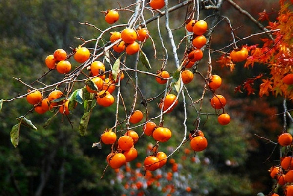 Những lưu ý khi ăn hồng 