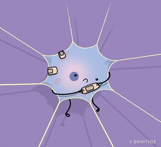 Tế bào thần kinh không có khả năng tái tạo