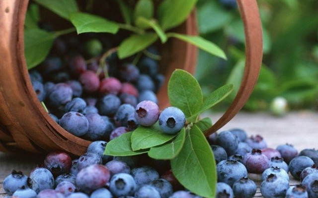 Việt quất tăng cường chất chống oxy hóa cho não 