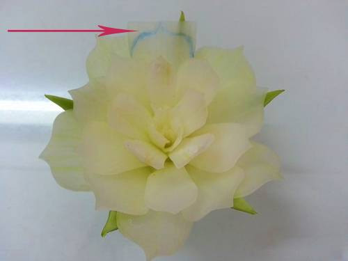 Dùng kéo để cắt cánh hoa