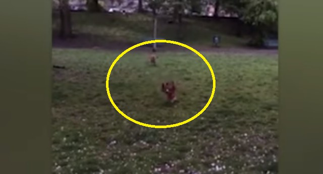 Chó và cáo hoang dã ngộ nhận cùng loài, nô đùa như anh em