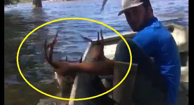 Ngoạn mục cảnh người đàn ông dùng thuyền cứu con nai ra khỏi vùng nước sâu