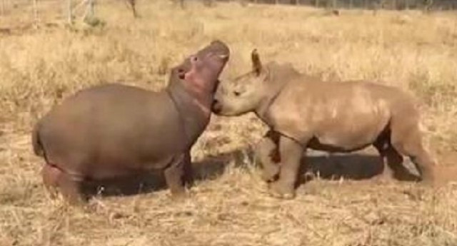 Hà mã và tê giác mồ côi có tình bạn đẹp diệu kỳ ở khu bảo tồn