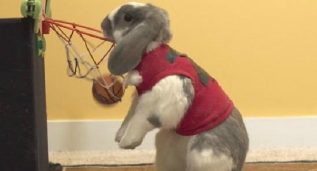 Gặp gỡ vận động viên bóng rổ thỏ điêu luyện đạt kỷ lục thế giới