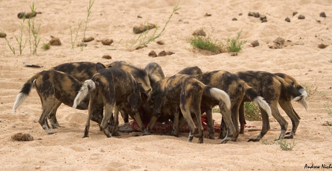 Màn cướp mồi liều lĩnh của báo đốm trước bầy chó hoang