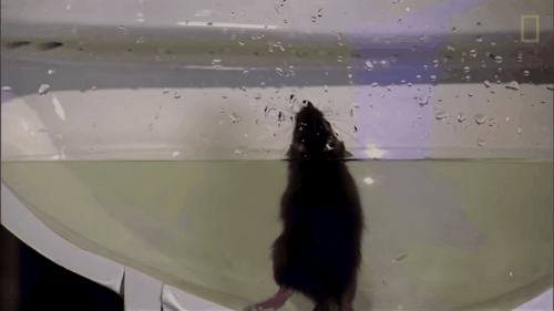 Chuột cũng thích chui vào bồn cầu