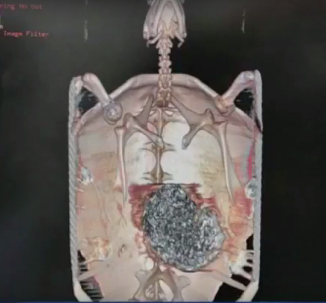 Hình ảnh chụp CT cho thấy dạ dày của con rùa bị lấp đầy bởi nhiều đồng xu