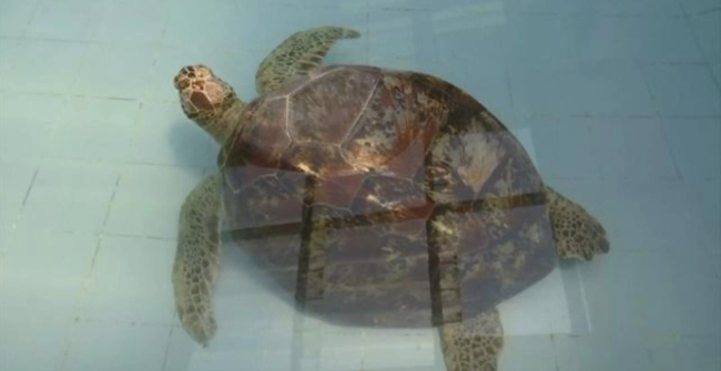 Con rùa không thể di chuyển trên cạn hay bơi lội dưới nước