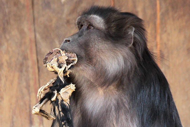 Evalyne bắt đầu gặm nhấm xác con mình