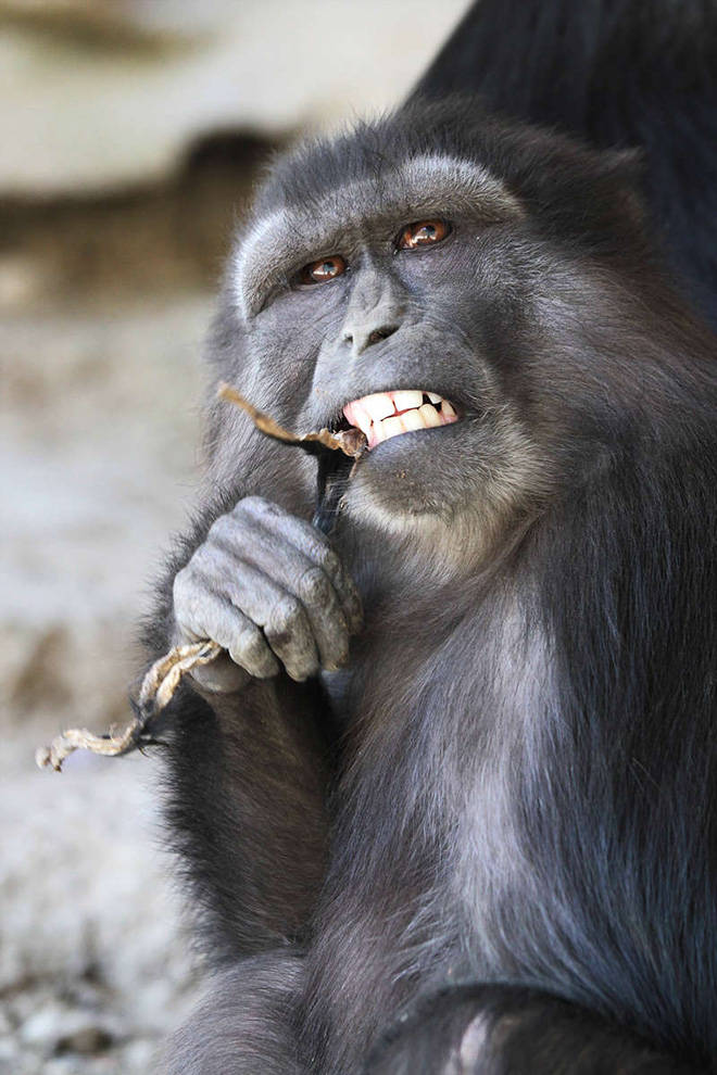 Evalyne vẫn giữ một phần cơ thể của con trong tay, hoặc trong miệng