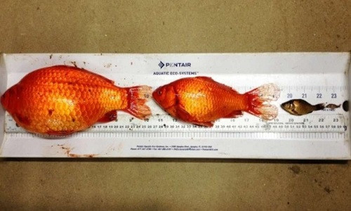 Cá vàng xâm hại phát triển với kích thước ngày càng lớn