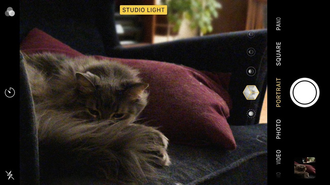 Chụp ảnh động vật trong chế độ Portrait