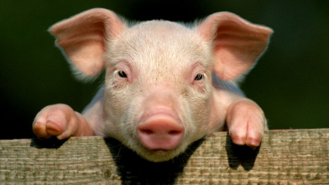 Lợn có đổ mồ hôi không