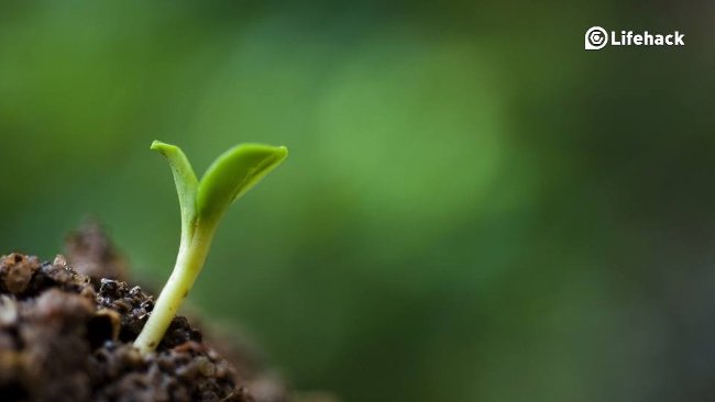 Câu chuyện về hai hạt giống sẽ giúp bạn bước bước đầu tiên để đạt được ước mơ