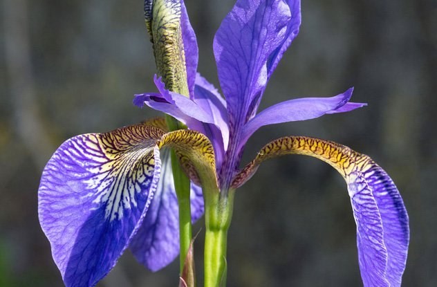 Người Ai Cập cổ đại có một phát minh tuyệt vời trong việc bảo vệ răng miệng, đó là kem đánh răng 