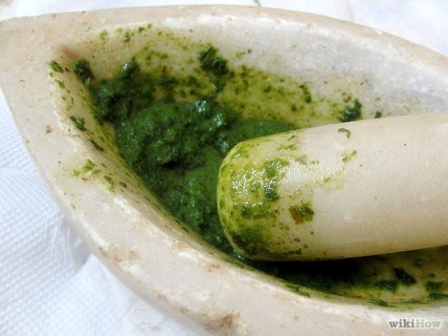 Sử dụng lá húng quế