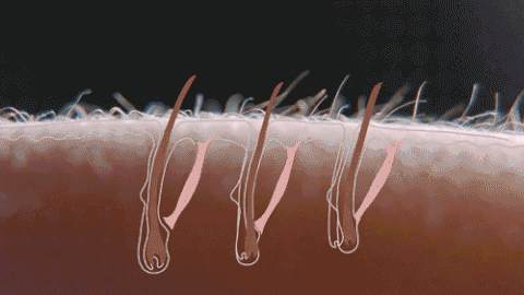 Các cơ dựng lông này xuất hiện ở khắp nơi trên cơ thể chúng ta