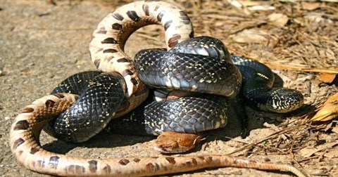 Kết thúc cuộc tử chiến, rắn hổ kịch độc bị rắn vua nuốt chửng