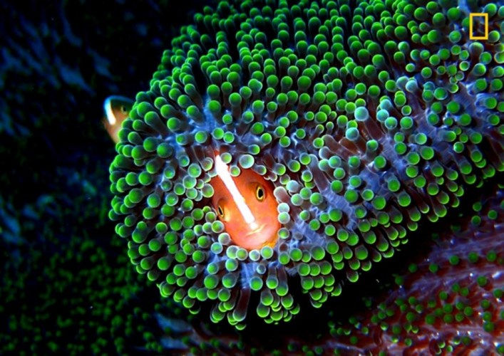 Chú cá hề xuất hiện nổi bật trong một rặng san hô dưới biển Borneo của Malaysia