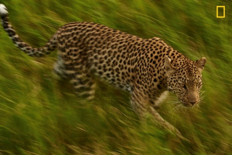 Một chú báo đốm đang đi săn mồi tại Okavango Delta, Botswana