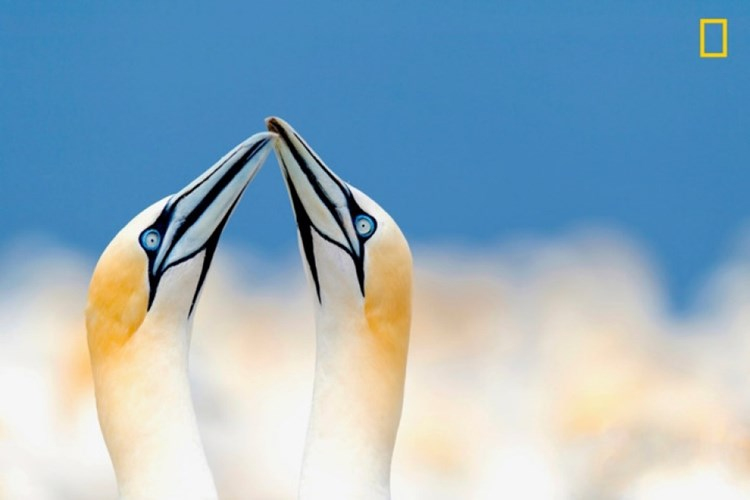 Tình yêu của đôi ó biển được ghi lại trong khung hình đầy nghệ thuật 