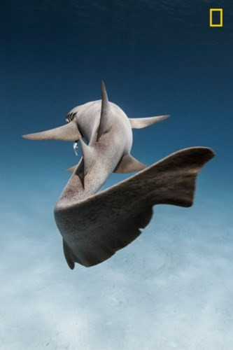 Khoảnh khắc bơi độc đáo của chú cá mập miệng bản lề 