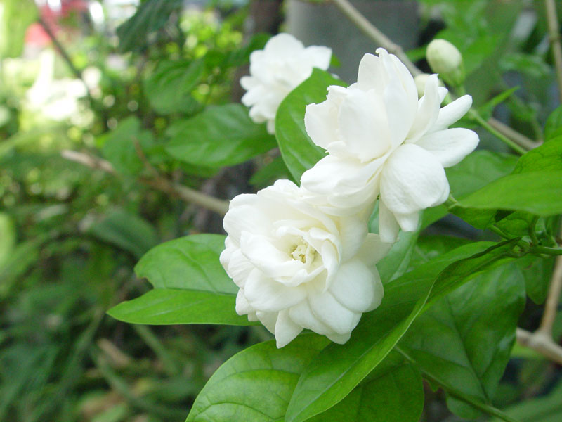 Hoa nhài