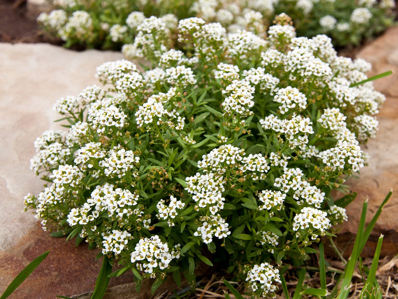 Hoa Lobularia Maritima 