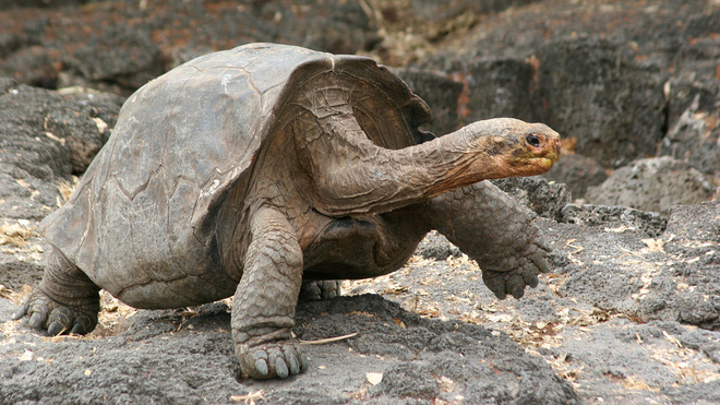 Rùa cạn Galapagos, loài rùa cạn còn sống lớn nhất trên thế giới