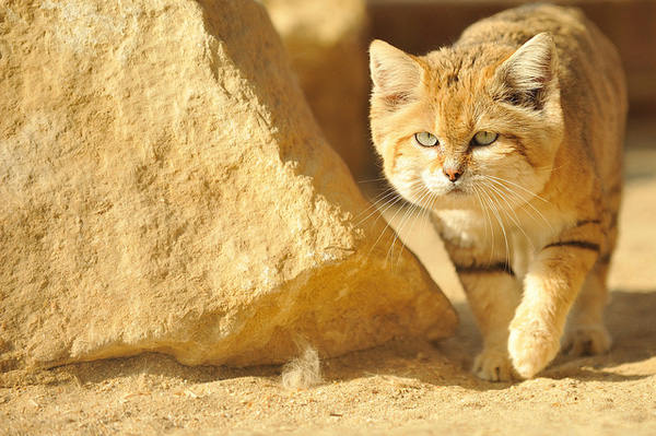 Lần Đầu Tiên Ghi Hình Được Giống Mèo Cát “Trẻ Mãi Không Già” Sinh Sống Tại  Sa Mạc