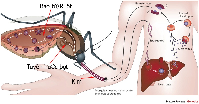 Muỗi là loài sinh vật giết chết nhiều người nhất trên hành tinh