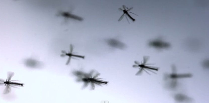 Muỗi một trong những loài côn trùng bay chậm nhất thế giới