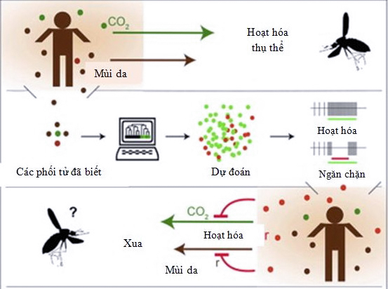 Tại sao muỗi đốt gây ngứa?5