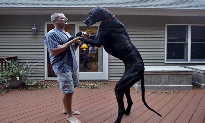 Zeus, một con chó thuộc giống Great Dane là con chó cao nhất thế giới với chiều cao 1,1 m và nặng gần 75 kg